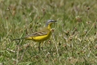 Blue headed Wagtail by Mick Dryden