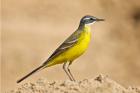 Blue-headed Wagtail by Paul Marshall