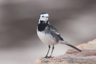 Pied Wagtail by Mick Dryden