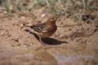 Red-throated Pipit by Mick Dryden