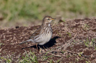 Water Pipit by Tony Paintin