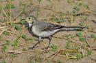 White Wagtail by Tony Wright