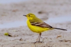 Yellow Wagtail by Alan Gicquel