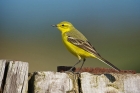 Yellow Wagtail by Paul Marshall
