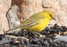 Yellow Wagtail by Tim Ransom