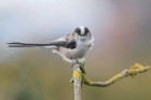 Long tailed Tit by Mick Dryden