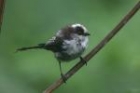 Long-tailed Tit by Mick Dryden