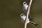 Long-tailed Tits by Kris Bell
