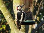 Great Spotted Woodpecker by Alan Gicquel