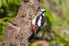 Great Spotted Woodpecker by Miranda Collett