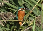 Kingfisher by Bryony Nolan