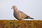 Collared Dove by Mick Dryden