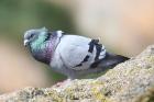 Feral Rock Dove by Mick Dryden