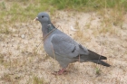 Stock Dove by Mick Dryden