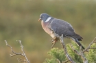 Woodpigeon by Mick Dryden