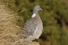 Woodpigeon by Mick Dryden