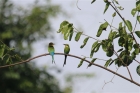 Swallow-tailed Bee-eaters by Tony Paintin