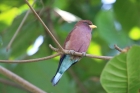 Broad-billed Roller by Tony Paintin