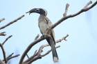African Grey Hornbill by Tony Paintin