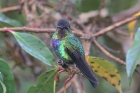 Fiery-throated Hummingbird by Mick Dryden
