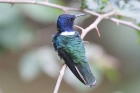 White-necked Jacobin by Mick Dryden