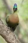 Purple crested Turaco by Mick Dryden