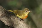 Yellow-bellied Greenbul by Mick Dryden