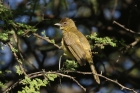 Yellow bellied Greenbul by Mick Dryden
