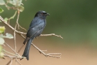Fork tailed Drongo by Mick Dryden