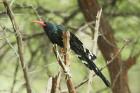 Red-billed Wood-Hoopoe by Mick Dryden