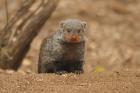 Banded Mongoose by Mick Dryden