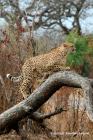 Cheetah by Jonathan Lanyon