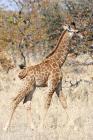 Giraffe by Mick Dryden