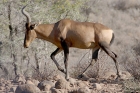 Red Hartebeest by Mick Dryden