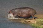 Hippopotamus by Mick Dryden