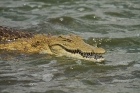 Nile Crocodile by Mick Dryden