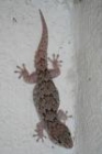 Gecko by Mick Dryden