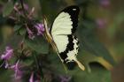 Mocker Swallowtail by Mick Dryden