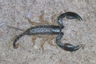 Scorpion by Mick Dryden