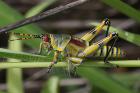 Elegant Grasshopper by Mick Dryden