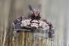 Jumping Spider sp by Mick Dryden