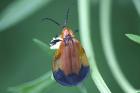 Net-winged Beetle by Mick Dryden