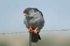 Amur Falcon by Mick Dryden