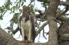 Martial Eagle by Mick Dryden