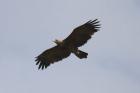 Steppe Eagle by Mick Dryden