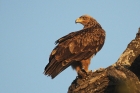 Tawny Eagle by Mick Dryden