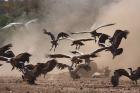 White-backed Vultures by Mick Dryden