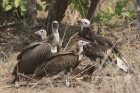 Vultures by Mick Dryden
