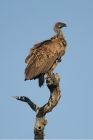 White-backed Vulture by Mick Dryden
