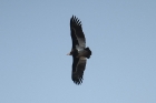 White-headed Vulture by Mick Dryden